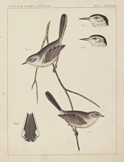 Birds - U. S. P. R. R. Exp. & Surveys, 35th Parallel. Creator: Unknown