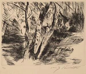 Birkenstämme im Tiergarten (Birch Trees in the Tiergarten), 1920-1921