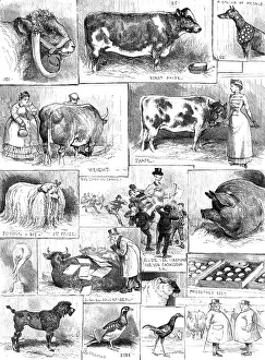 Horns Prints: The Birmingham Cattle, Poultry, and Dog Show, 1883. Creator: Unknown
