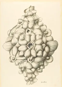 Bishop Hill: Ceiling Decoration, 1939. Creator: H. Langden Brown