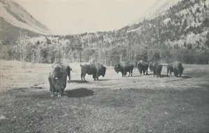 Bison, 1916