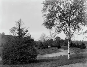 Springfield Massachusetts United States Prints: A Bit of Forest Park, Springfield, Mass. between 1910 and 1920. Creator: Unknown