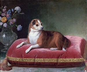 Still Life Gallery: The Bitch on a Cushion, c1694-1735. Artist: Jean Ranc
