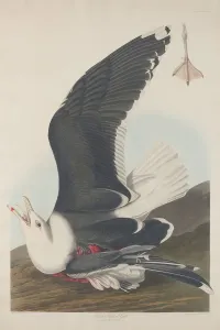 Laridae Prints: Black-Backed Gull, 1835. Creator: Robert Havell