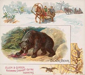 Sledges Prints: Black Bear, from Quadrupeds series (N41) for Allen & Ginter Cigarettes, 1890