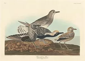 Wading Bird Gallery: Black-bellied Plover, 1836. Creator: Robert Havell