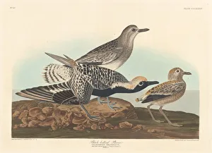 Plover Prints: Black-bellied Plover, 1836. Creator: Robert Havell