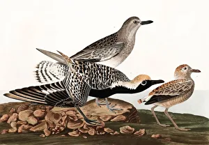 John James Audubon 1785 1851 Prints: Black Bellied Plover, Charadrius Helveticus, 1845