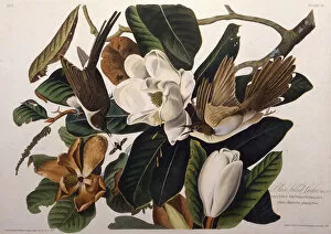 Audubon Gallery: The black-billed cuckoo. From The Birds of America, 1827-1838. Creator: Audubon