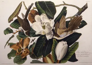 The black-billed cuckoo. From The Birds of America, 1827-1838. Creator: Audubon