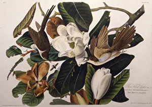 The black-billed cuckoo. From The Birds of America, 1827-1838. Creator: Audubon