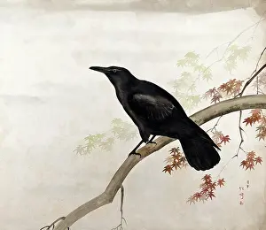 Songbird Prints: A black bird, sitting on a branch, 1800-1899. Creator: Unknown