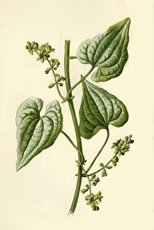 Hulme Prints: Black Bryony, 1877. Creator: Frederick Edward Hulme