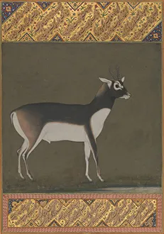 Jami Prints: Black Buck, Folio from the Shah Jahan Album