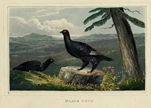 Black Cock, c1820s. Creator: Newton Smith Limbird Fielding
