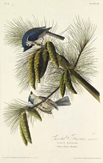Audubon Gallery: The black-crested titmouse. From The Birds of America, 1827-1838. Creator: Audubon
