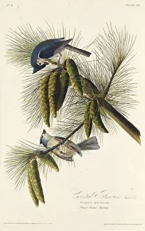 Audubon Prints: The black-crested titmouse. From The Birds of America, 1827-1838. Creator: Audubon