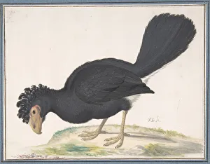 Tropical Prints: A Black Curassow, n. d Creator: Johannes Bronckhorst