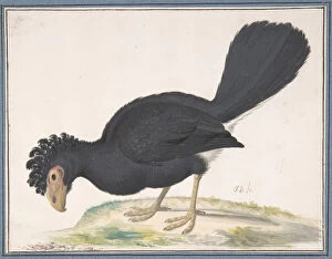Beak Gallery: A Black Curassow, n.d.. Creator: Johannes Bronckhorst