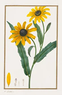 1772 1846 Prints: Black-eyed Susan, 1828-1835. Creator: Pancrace Bessa (French, 1772-1846)
