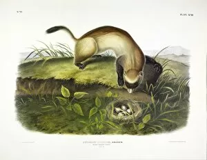 Black Footed Ferret, Putorius Nigripes, 1845