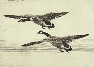 Goose Prints: Two Black Geese, 1931. Creator: Frank Weston Benson