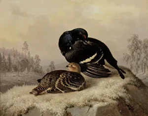 Lyrurus Tetrix Prints: Black Grouse, Cock and Hen, 1869. Creator: Ferdinand von Wright