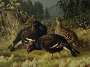 Lyrurus Tetrix Prints: Black Grouse, Two Cocks and a Hen, 1875. Creator: Ferdinand von Wright