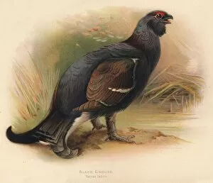 Black Grouse (Tetrau tetrix), 1900, (1900). Artist: Charles Whymper