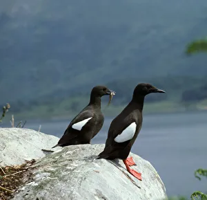Guillemot Prints: Black guillemot