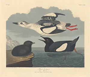 Robert Havell Prints: Black Guillemot, 1834. Creator: Robert Havell