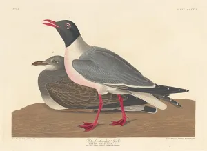 Laridae Prints: Black-headed Gull, 1836. Creator: Robert Havell