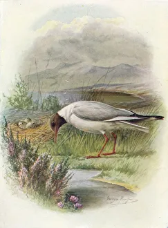 Black-Headed Gull - Lar us ridibun dus, c1910, (1910). Artist: George James Rankin