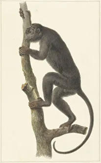 Pieter Bzn Barbiers Prints: Black howler monkey (Paraguay), 1759-1842. Creator: Pieter Bartholomeusz. Barbiers