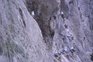 Black-legged kittiwakes (Rissa Tridactyla) Nesting on Chalk Cliff, Kent, 20th century. Artist: CM Dixon Black-legged kittiwakes (Rissa Tridactyla) Nesting on Chalk Cliff, Kent, 20th century. Artist: CM Dixon