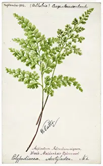 Aberdeen Art Gallery Museums Prints: Black-Maidenhair Spleenwort (Polypodiacea Acotyledon No)