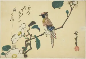 Camellia Prints: Black-naped oriole on camellia branch, n. d. Creator: Ando Hiroshige