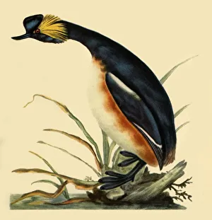 Donovan Prints: Black-Necked Grebe, c1795, (1942). Creator: Edward Donovan