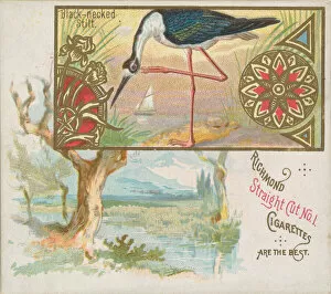 Images Dated 6th November 2020: Black-necked Stilt, from the Game Birds series (N40) for Allen & Ginter Cigarettes