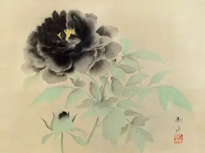 Tokyo Prints: Black Peonies, 1934. Creator: Gyoshu, Hayami (1894-1935)