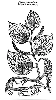 Spice Prints: Black Pepper (Piper nigrum), 1640