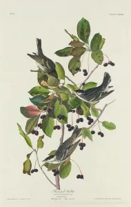 Warbler Prints: Black-Poll Warbler, 1832. Creator: Robert Havell