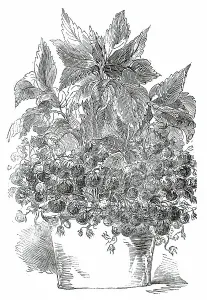 Strawberries Prints: Black Prince Strawberry Plant, grown by Mr. Cuthill, 1850. Creator: Unknown