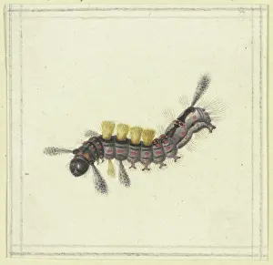 Natural History Prints: A black and red caterpillar with yellow tufts, 17th century. Creator: Herman Henstenburgh