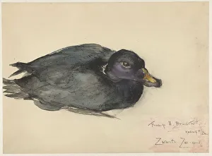 Black scoter, 1885-1931. Creator: Frederika Henriëtte Broeksmit