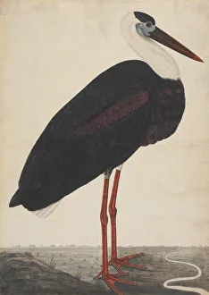 Stork Gallery: Black Stork in a Landscape, ca. 1780. Creator: Unknown
