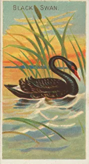 Metropolitan Museu Prints: Black Swan, from the Birds of the Tropics series (N5) for Allen &amp