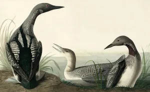 John James Audubon 1785 1851 Prints: Black-throated Diver, Colymbus Arcticus, 1845