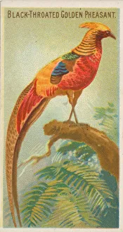 Palm Leaf Prints: Black-Throated Golden Pheasant, from the Birds of the Tropics series (N5) for Allen &amp