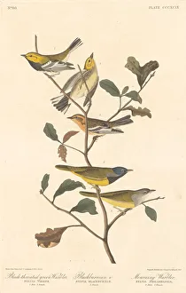 Havell Robert Prints: Black-throated Green Warbler, Blackburnian Warbler and Mourning Warbler, 1837